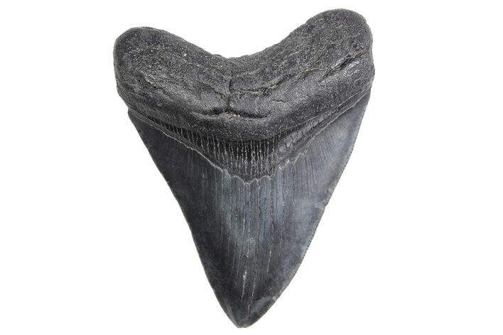Fossil Megalodon Tooth - South Carolina #359003